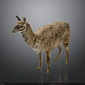 Fluffy Brown Llama Standing on Dark Background with Shiny Reflective Surface