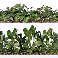Lush Green Plant Combinations With Varied Leaf Shapes And Natural Garden Arrangement