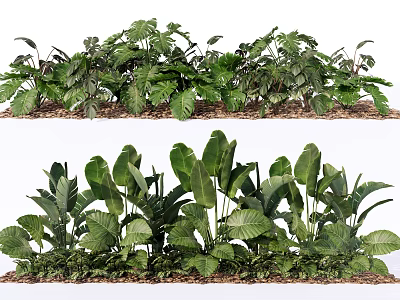 Lush Green Plant Combinations With Varied Leaf Shapes And Natural Garden Arrangement 3d model