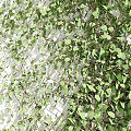 Lush Green Vines As Decorative Wall Covering