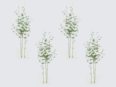 Five Natural Bamboo Plants with Green Leaves and Slender Stems on Gray Background 3d model
