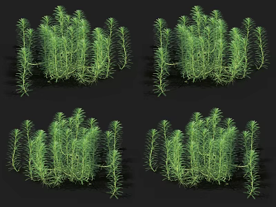 Lush Green Aquatic Plants Thriving In Freshwater Aquarium And Pond Ecosystems 3d model