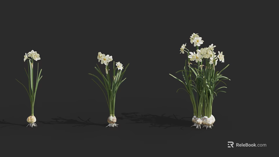 White Daffodil Flowers Of Different Sizes With Green Leaves And Bulbs On Black Background 3d model 