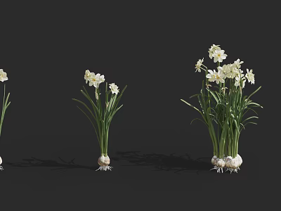 White Daffodil Flowers Of Different Sizes With Green Leaves And Bulbs On Black Background 3d model