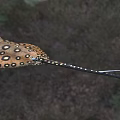 Unique Spotted Stingray Aquatic Animal With Yellow Brown Body And Long Tail