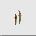 Plant Seeds With Elongated Shape Red Brown Yellow Green Fibrous Top Tips