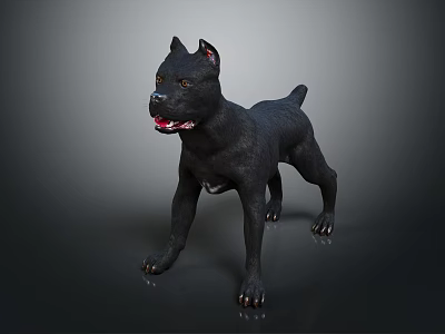 Black Dog Standing Alert with Perked Ears and Tongue Out on Dark Background 3d model