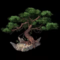 Ancient Arbor With Thick Twisted Trunk Exposed Roots And Lush Green Leaves On Rocky Base