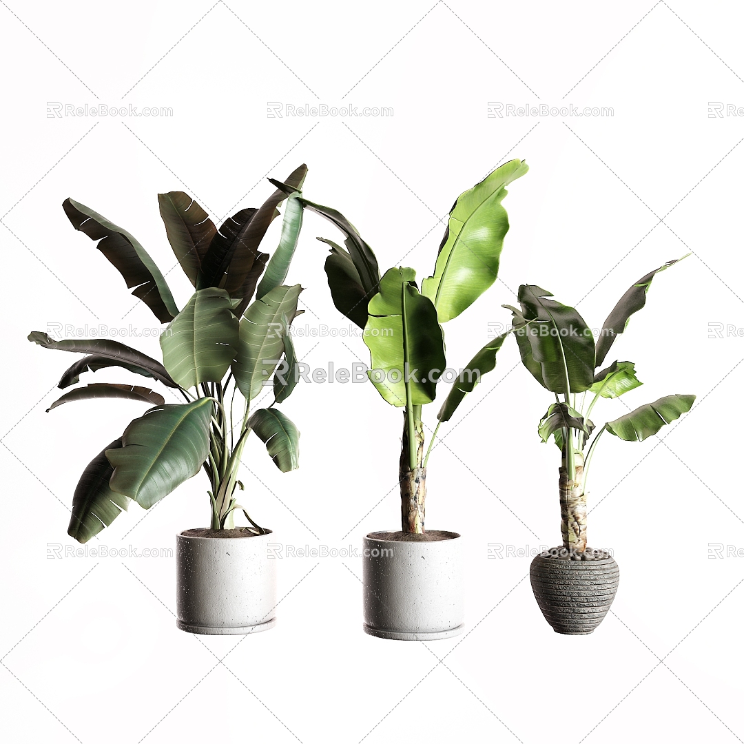 Modern potted banana tree 3d model