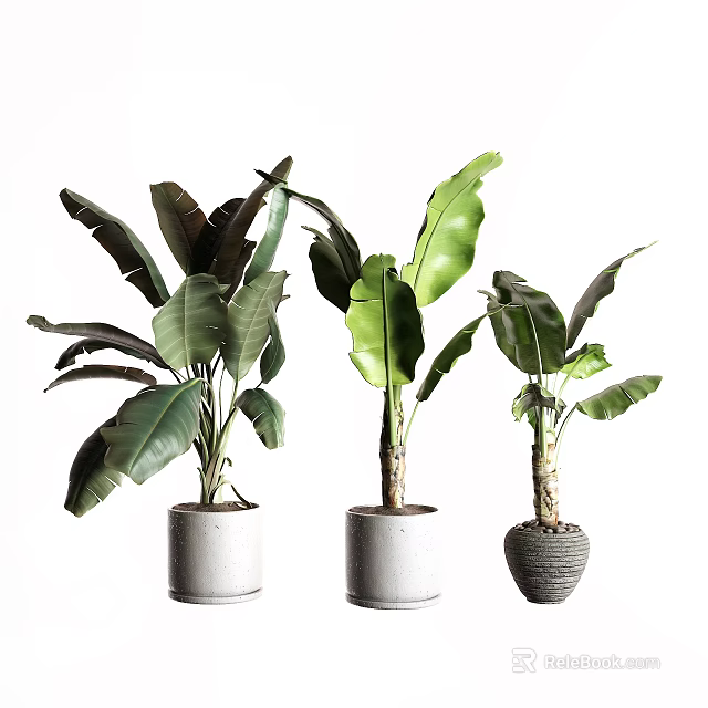 Three Potted Trees with Large Green Leaves in Different Style Planters 3d model 