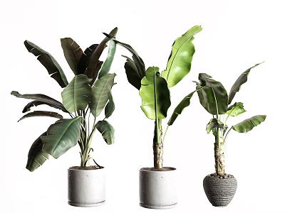 Three Potted Trees with Large Green Leaves in Different Style Planters 3d model