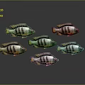 Group of Aquatic Fish With Black White Stripes Green Accents And Reflections On Gray Background