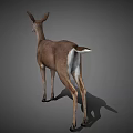 Realistic 3D Deer Model in Standing Pose With Detailed Features And Gray Background 3d model
