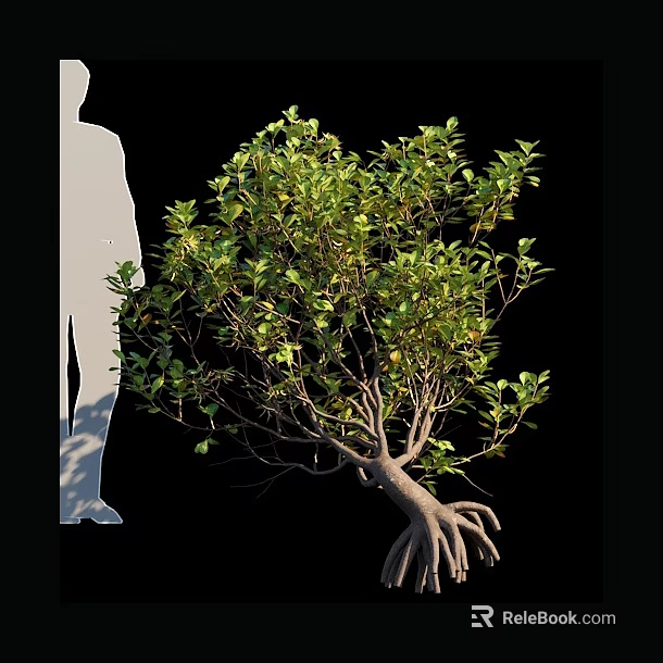 Arbor With Dense Green Leaves Exposed Root System And Human Silhouette For Scale 3d model 