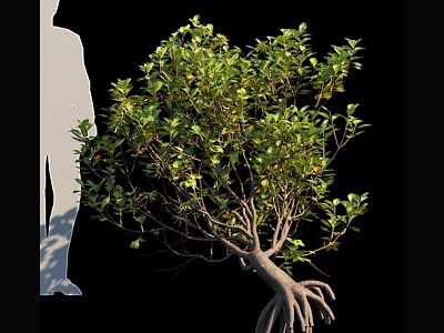 Arbor With Dense Green Leaves Exposed Root System And Human Silhouette For Scale 3d model