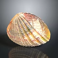 Colorful Textured Seashell With Vibrant Red Yellow Green Hues On Dark Surface