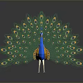Peacock Displaying Vibrant Green Blue And Orange Feathers With Eye Spots On Grey Background