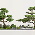 Traditional Zen Garden Landscape with Shaped Pine Trees Stones and Mossy Plants