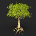 Tall Tree With Exposed Roots And Lush Green Leaves In Natural Scene