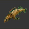 Fish Freshwater Fish Sea Fish Animal Game Animal Cartoon Animal Realistic Animal 3d model