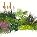 Vibrant Plant Combination For Garden With Purple Yellow Flowers And Green Foliage