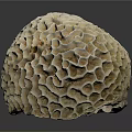 Coral Polyps Structure With Intricate Honeycomb Pattern On Gray Background