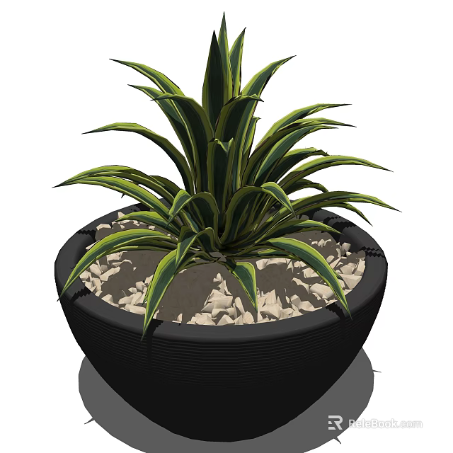 Potted Bonsai Plant With Green And Yellow Striped Leaves In Black Pot With White Pebbles 3d model 