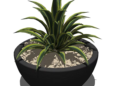 Potted Bonsai Plant With Green And Yellow Striped Leaves In Black Pot With White Pebbles 3d model