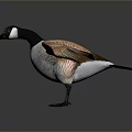Wild Goose With Orange Brown Wings Spreading Feathers On Smooth Reflective Surface 3d model