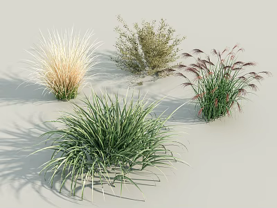 Various Ornamental Grasses With Green Purple and Beige Foliage Types 3d model