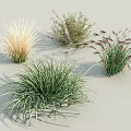 Various Ornamental Grasses With Green Purple and Beige Foliage Types