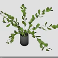 Green Leafy Plant in Black Pot with Long Branching Stems and Fresh Foliage