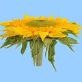 Bright Sunflower With Yellow Petals And Green Center On Blue Background