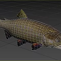 Colorful Speckled Brook Trout With Yellow Brown Body Orange Fins And Open Mouth