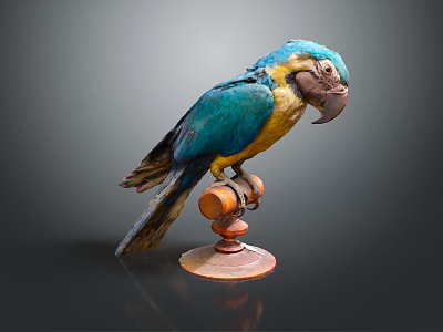 Modern Parrot Xuan Feng Parrot Budgie Shang Parrot 3d model