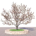 Tree Featuring Slender Trunk Sparse Branches Circular Stone Base Green Grass And Gray Paved Ground 3d model
