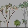 Various Types Of Arbor Trees With Different Leaf Shapes And Trunk Structures