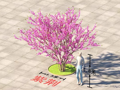 Ornamental Bauhinia Tree As Arbor With 6 Meters Height And 1.5 Meters Crown Diameter 3d model