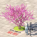 Ornamental Bauhinia Tree As Arbor With 6 Meters Height And 1.5 Meters Crown Diameter