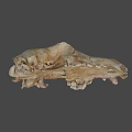 Ancient Fossilized Animal Skull With Brownish Bone Structure And Remains 3d model