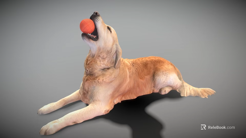 Golden Retriever Dog Lying Down Holding Orange Ball In Mouth On Gray Background 3d model 