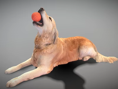Golden Retriever Dog Lying Down Holding Orange Ball In Mouth On Gray Background 3d model