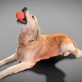 Golden Retriever Dog Lying Down Holding Orange Ball In Mouth On Gray Background