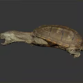 Turtle With Spotted Head Open Mouth And Brown Yellow Patterned Shell On Dark Background Reflection