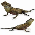 Reptile Lizards Shown In Multiple Angles With Natural Poses And Detailed Features