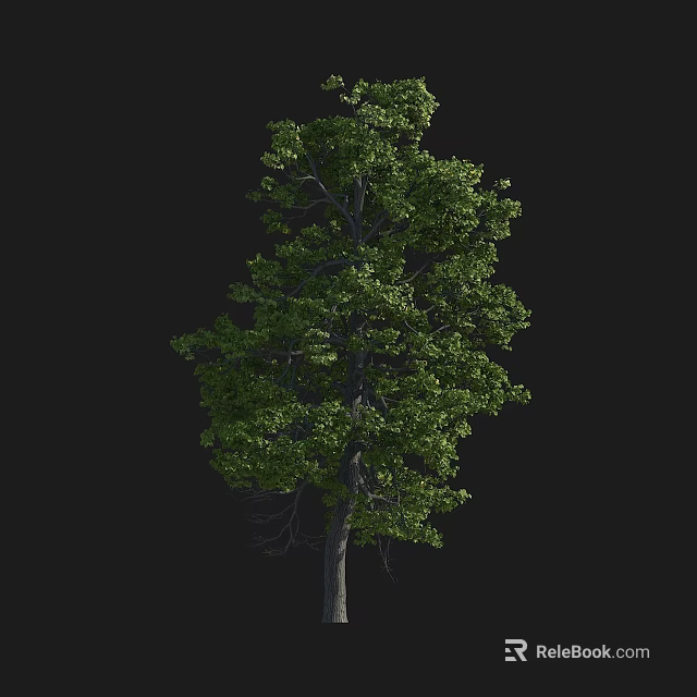 Tall Leafy Arbor With Dense Green Foliage And Strong Straight Trunk 3d model 