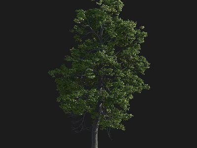 Tall Leafy Arbor With Dense Green Foliage And Strong Straight Trunk 3d model