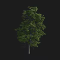 Tall Leafy Arbor With Dense Green Foliage And Strong Straight Trunk