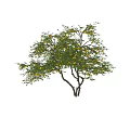 Lush Tree With Green Leaves Ripe Yellow Fruits And Strong Branches