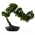 Curved Trunk Bonsai Plant With Green Leaves In Black Textured Pot